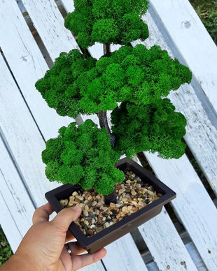 Bonsai licheni 35 cm