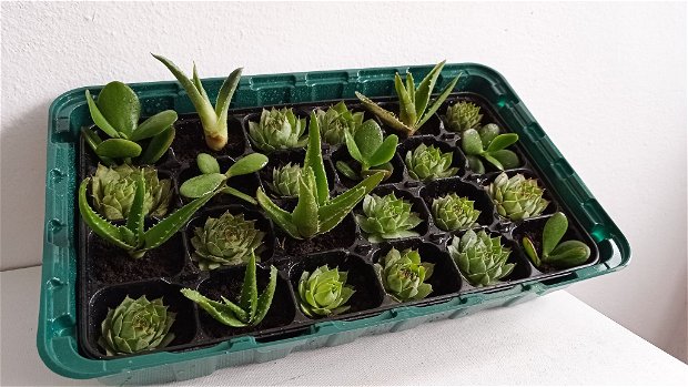 Plante suculente mini Mix-Echeveria,Crassula ovata,Aloe Mitriformis 5-10 cm