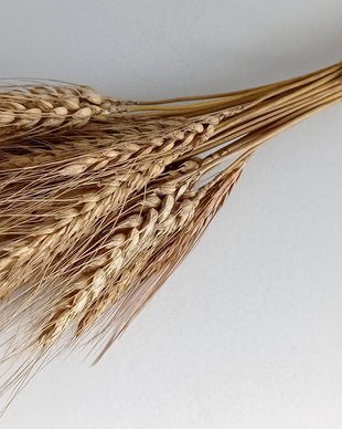 Buchet Grâu uscat Natur cu spic, 40 cm-30 fire