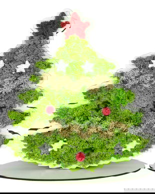 Bradut de Craciun cu licheni naturali stabilizati si suport, 25 x 24 cm, model 4
