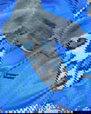 Esarfa  noua casmir ,  manusi  noi   asortate , set  deosebit