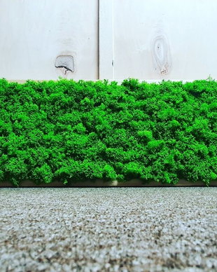 Tablou licheni naturali si stabilizati, licheni decorativi