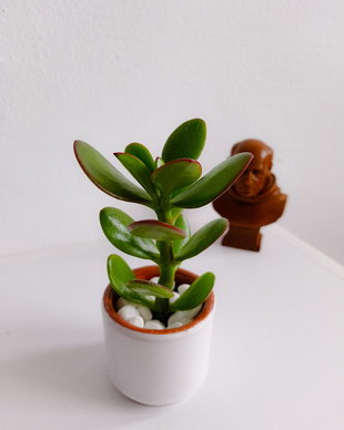 Planta Banilor sau Arbore de Jad (Crassula Ovata) în Ghiveci Ceramic Alb,14-6 cm