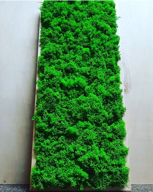 Tablou licheni naturali si stabilizati, licheni decorativi
