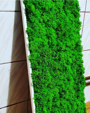 Tablou licheni naturali si stabilizati, licheni decorativi