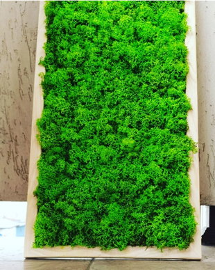 Tablou licheni naturali si stabilizati, licheni decorativi