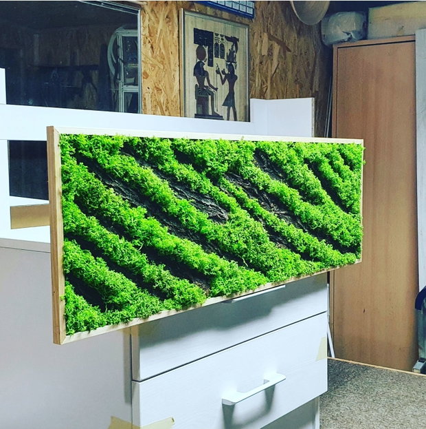 Tablou licheni naturali si stabilizati, licheni decorativi