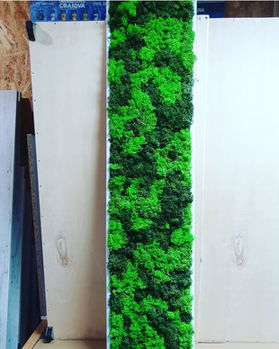 Tablou licheni naturali si stabilizati, licheni decorativi