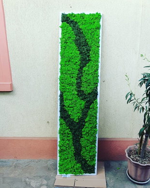 Tablou licheni naturali si stabilizati, licheni decorativi