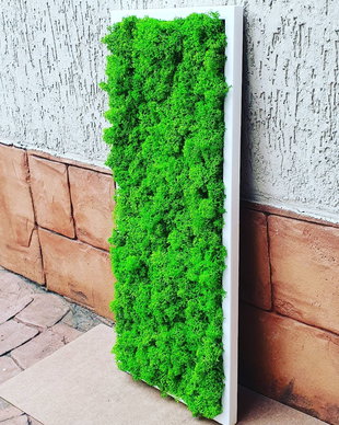 Tablou licheni naturali si stabilizati, licheni decorativi