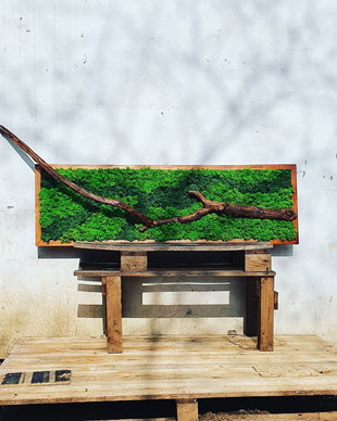 Tablou licheni naturali si stabilizati, licheni decorativi
