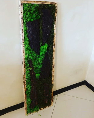 Tablou licheni naturali si stabilizati, licheni decorativi