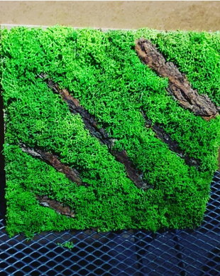 Tablou licheni naturali si stabilizati, licheni decorativi