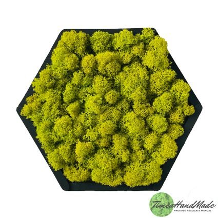 Hexagon cu licheni