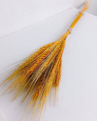 Buchet Grâu Natural cu Spic,Uscat și Stabilizat,Galben-40 cm,15 fire