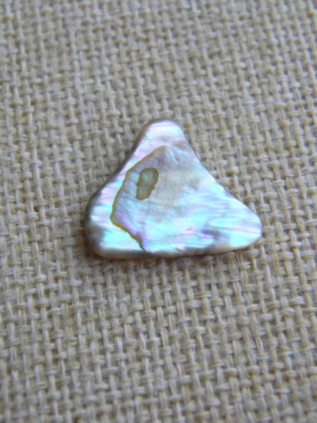 Paua Shell (AV10)