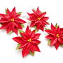 Poinsettia(Craciunita )- brose