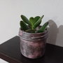 Planta Banilor sau Arbore de Jad (Crassula Ovata) în Ghiveci sticlă Roz-Argintiu ,9-6,5 cm