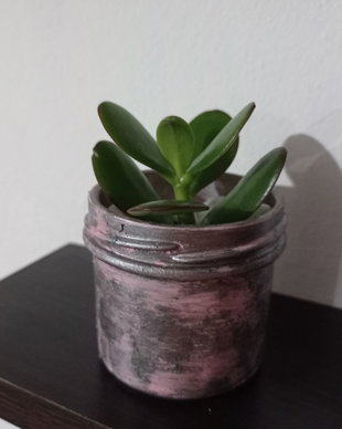 Planta Banilor sau Arbore de Jad (Crassula Ovata) în Ghiveci sticlă Roz-Argintiu ,9-6,5 cm