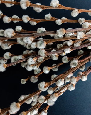 Mâțișori de Salcie,Salix (Pussywillow) 30 bucăți/buchet