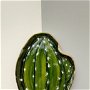 Farfurioara cactus