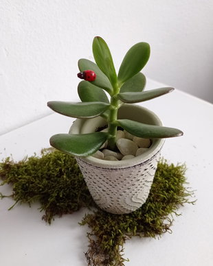 Cadouri 8 Martie-plantă naturală suculentă,Arbore de Jad cu Gărgăriță în Ghiveci Ceramic 14-6,5 cm