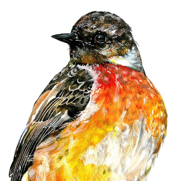 Tablou Cinteza de iarna (Fringilla montifringilla) - Pictura originala in Acuarela - Birds Collection