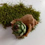 Plantă suculentă Sempervivum în mini ghiveci Scoică 10-6 cm