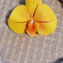 Accesoriu par orhidee