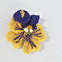 Brosa - Panseluta impaslita - Martisor