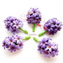 Hyacinthus orientalis(Zambile) - martisoare brose