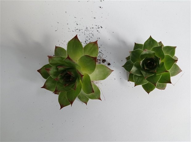 Plante suculente mini-Echeveria 5-10 cm