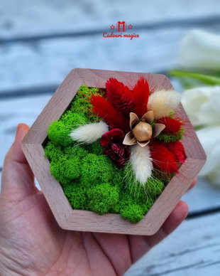 Mini-rama licheni