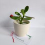 Mărțișor-plantă naturală suculentă Arbore de Jad cu Gărgăriță în ghiveci ceramic Alb Mat,Cadouri 1-8 Martie
