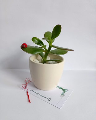 Mărțișor-plantă naturală suculentă Arbore de Jad cu Gărgăriță în ghiveci ceramic Alb Mat,Cadouri 1-8 Martie
