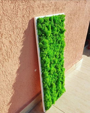 Tablou licheni naturali si stabilizati, licheni decorativi