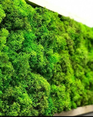 Tablou licheni naturali si stabilizati, licheni decorativi