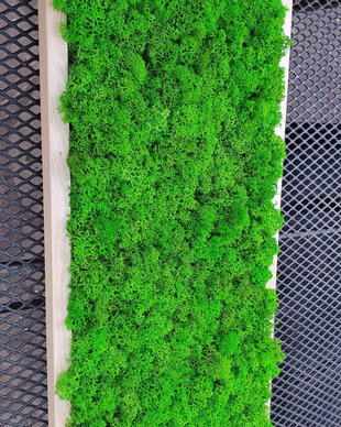 Tablou licheni naturali si stabilizati, licheni decorativi