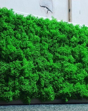 Tablou licheni naturali si stabilizati, licheni decorativi