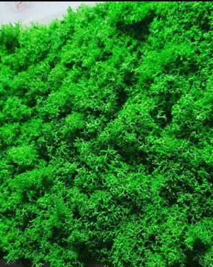 Tablou licheni naturali si stabilizati, licheni decorativi
