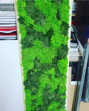 Tablou licheni naturali si stabilizati, licheni decorativi