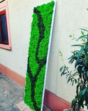 Tablou licheni naturali si stabilizati, licheni decorativi