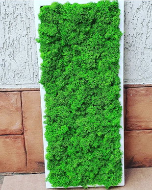 Tablou licheni naturali si stabilizati, licheni decorativi