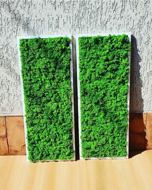 Set tablou licheni naturali si stabilizati, licheni decorativi