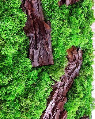 Tablou licheni naturali si stabilizati, licheni decorativi