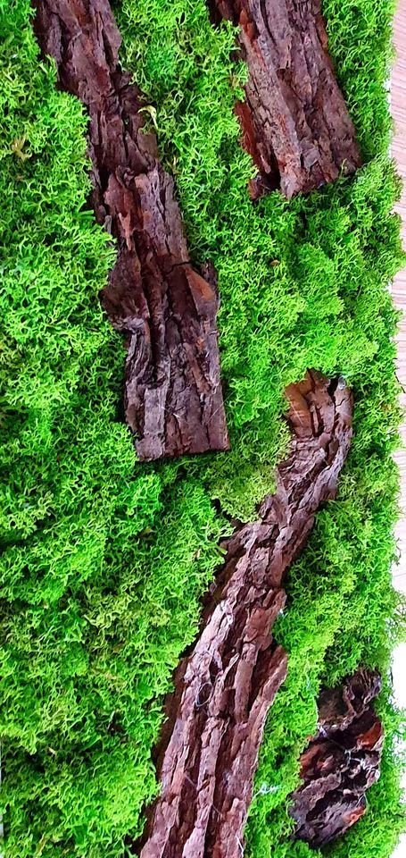 Tablou licheni naturali si stabilizati, licheni decorativi