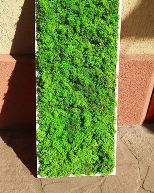 Tablou licheni naturali si stabilizati, licheni decorativi