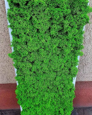 Tablou licheni naturali si stabilizati, licheni decorativi