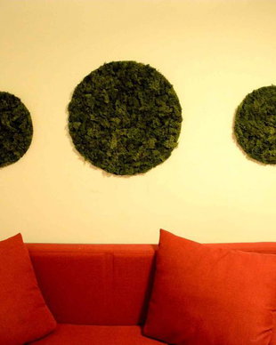 Set tablou licheni naturali si stabilizati, licheni decorativi