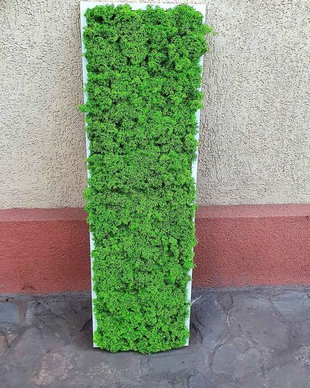 Tablou licheni naturali si stabilizati, licheni decorativi